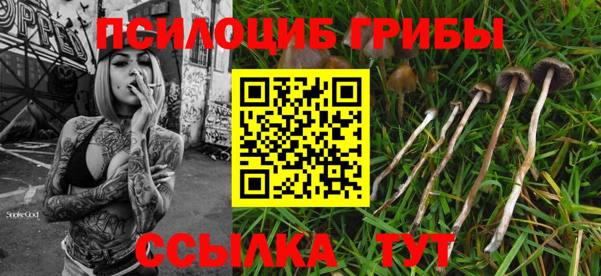 Псилоцибиновые грибы Magic Shrooms  Галлюциногенные грибы Cubensis  Кимры  Вход с VPN 